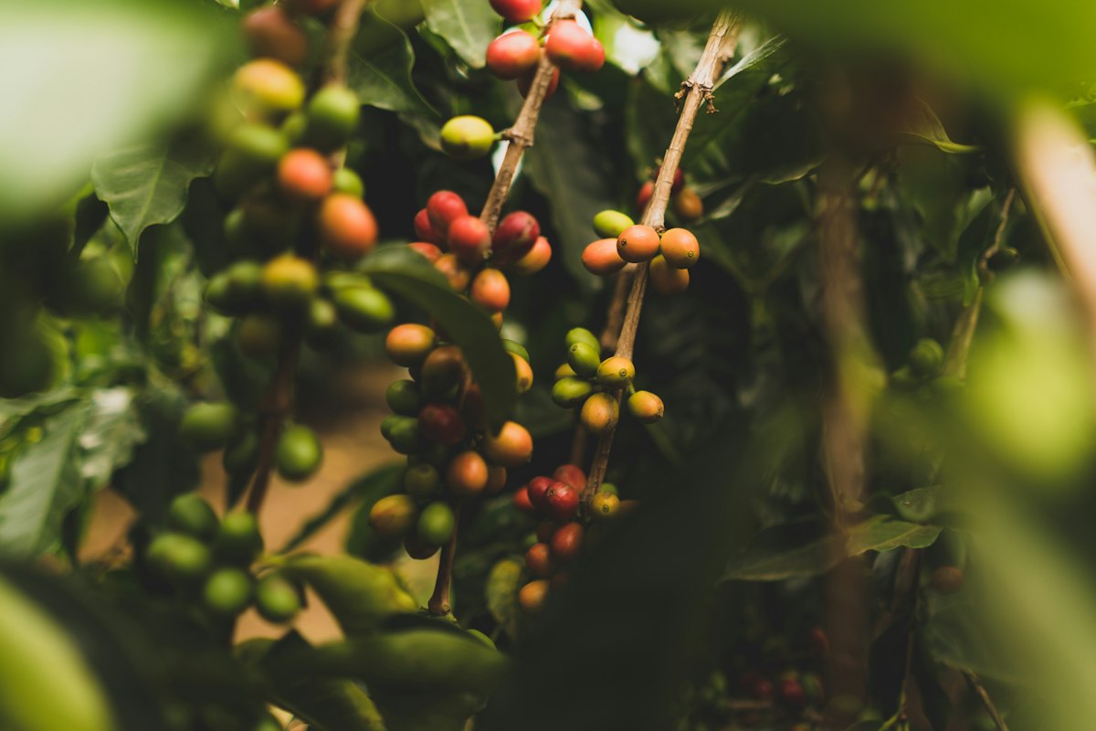 Ripening red and green coffee cherries on a branch at a small coffee farm in Hawaii