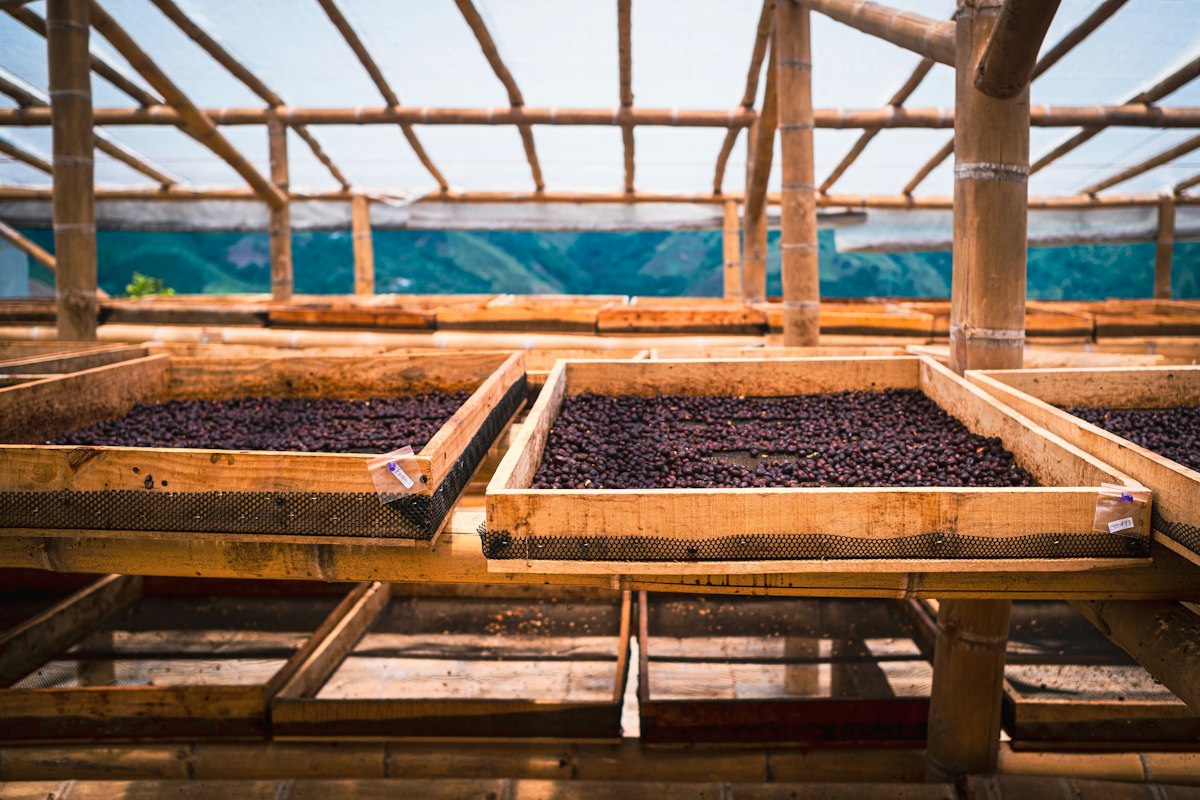 Whole coffee cherries drying on raised beds for natural process coffee